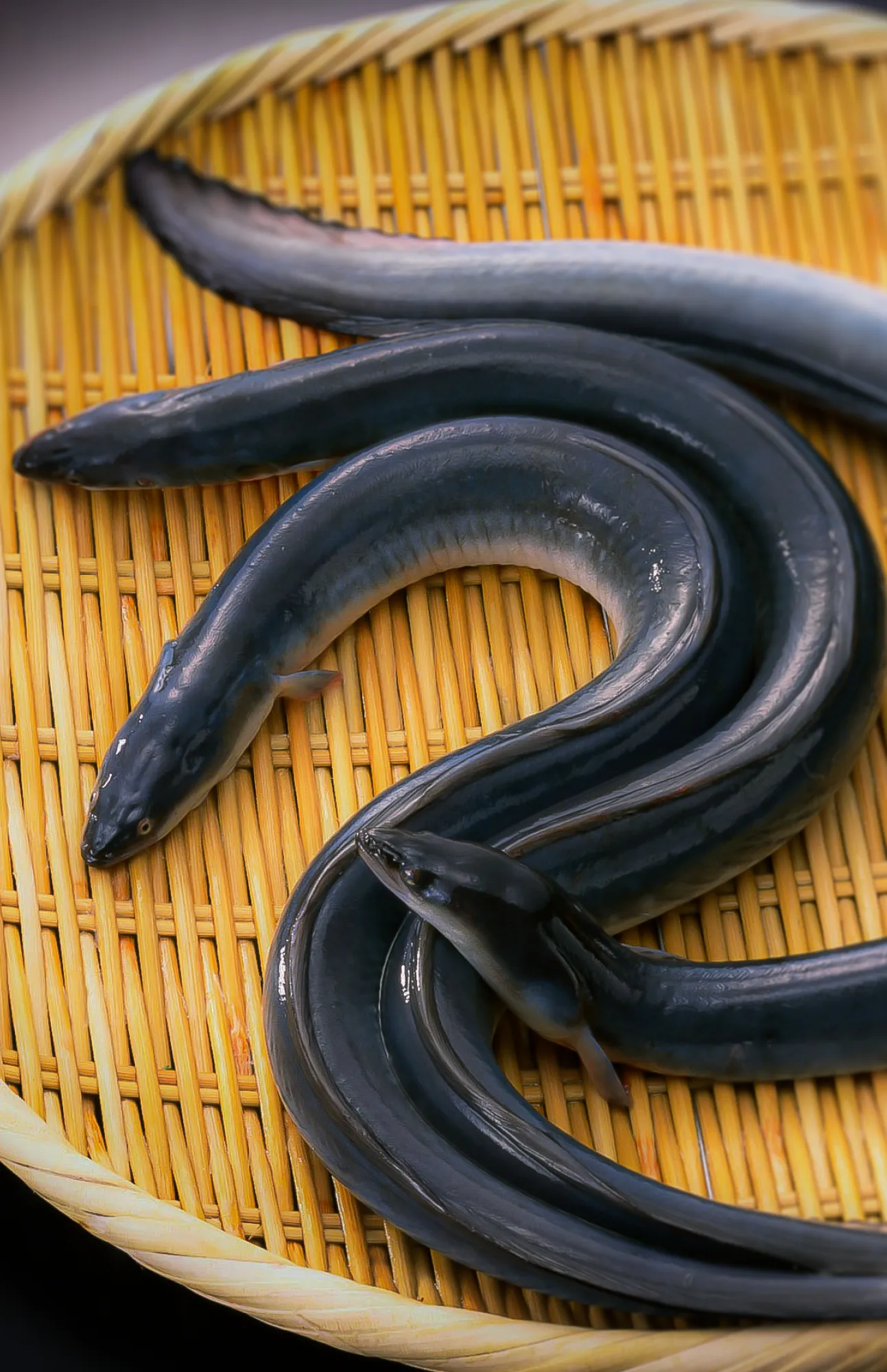 福岡柳川のお店 まる勝(まるまさ)のうなぎ料理